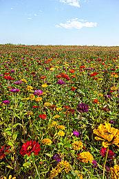 T2：《无主之地》电影令人失望 但促进了游戏销量